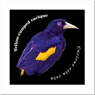 Yellow-rumped cacique tropical brd pin white text Posters and Art